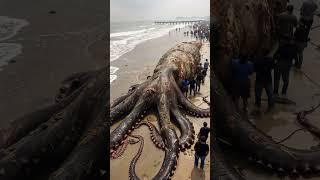 giant octopus washes up on the beach! #shorts