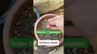 Gerbera Mix Flowering Seeds for Beautiful Blossoms #trending #gardening