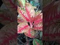 rare beautiful aglaonema from thailand!!!!🥰🥰🥰🥰