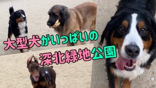 【多頭飼いの日常】日曜日の朝はドッグランに大型犬がいっぱい！！【Bernese Mountain Dog】【Chihuahua】