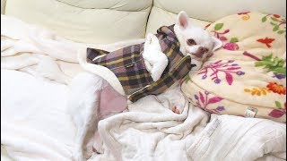 洋服を着るとテンション落ちる犬！初めての洋服散歩 チワワのコハク