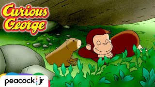 A Different Day for Groundhogs | CURIOUS GEORGE