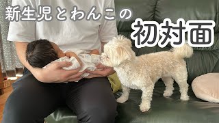 【出産報告】新生児と愛犬を対面させてみたら尊すぎた / Let's see my dog reacting to the new born baby 🐾👶🏼