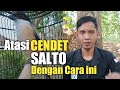 Atasi CENDET SALTO Dengan Cara ini||versi AINA BIRD FARM