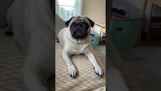 Şakir canı sıkılıyormuş #mops #pug #dog