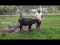 அதிக லாபம் தரும் எருமை கிடா வளர்ப்பு buffalo farm in pollachi sgacreation tamil