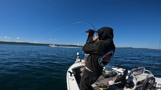 Moreton Bay Snapper, Big Schools in the Shallows