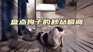 盘点狗子的秒怂瞬间，实力演绎了什么叫狗仗人势，笑不活了。