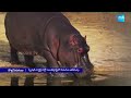 3 african elephants from tunisia to vantara tunisia to india 3 elephants @sakshitv