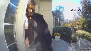 New Connecticut law helps residents fight back against bear attacks