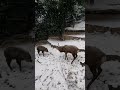 エゾシカとニホンカモシカの争い　上野動物園　2022 1 6　hokkaido sika deer and japanese serow