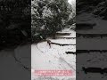 エゾシカとニホンカモシカの争い　上野動物園　2022 1 6　hokkaido sika deer and japanese serow