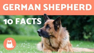 10 German Shepherd Facts - Their History and More!
