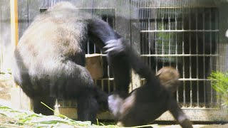 ゴリラ、ゲンタロウの略奪はつづく💗[Kyoto Zoo] Gorilla, Gentaro continue to plunder Kintaro