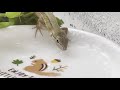 カナヘビが水を飲むだけの動画