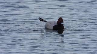 ホシハジロ (4K) / Common pochard (4K)