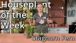 Staghorn Fern - Houseplant of the Week