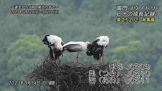 2023 鳴門コウノトリ ヒナの成長記録 巣立ち総集編 徳島県鳴門市