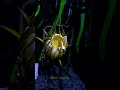 Amazing Dragon flower bloom time-lapse #shorts