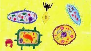 Gunnars Homework Biology Cells