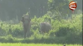 বান্দরবানে বন্য হাতির আক্রমণে নিহত ১