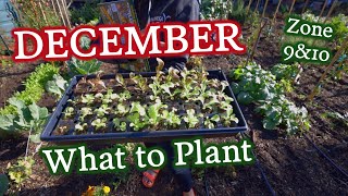 What to Plant in December for Zones \u0026 10 \u0026 Cool Season Tips