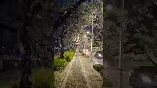 Snowing cherry blossoms #viral #viralvideo #viralshorts #shorts