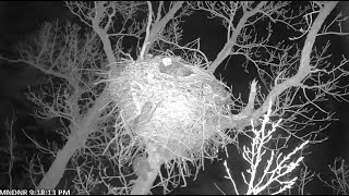 MN DNR Eagles ~ Two Raccoons Try To Enter Bald Eagle Nest Of Mom DNR! 2.28.22