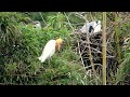 ド派手なアマサギの夏羽 ・野鳥観察 cattle egret