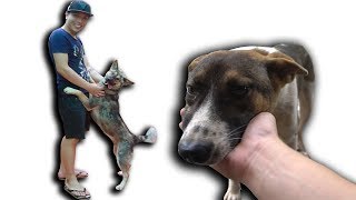 NTN - Thăm Lại Những Chú Chó Cứu Trong Lò Mổ (Visiting all the dogs saved from dying)