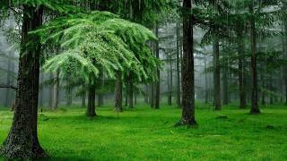 Дождь, лес, пение птиц Поющие птицы в дождливый день Лес наполненный звуками при