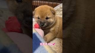 【豆柴犬】可愛いまるまる赤ちゃん❣️まめしば亭ブログvlog #shorts