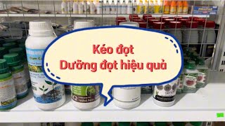 Phun kéo đọt, dưỡng đọt sầu riêng đạt hiệu quả #vietnong #saurieng #anphatnong