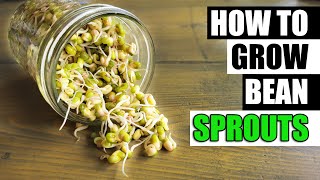 How To Grow Bean Sprouts - The Definitive Guide
