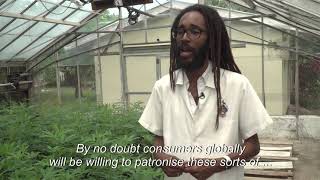 Jamaican Scientist Seeks To Bring Back Ganja Weeds Of Old