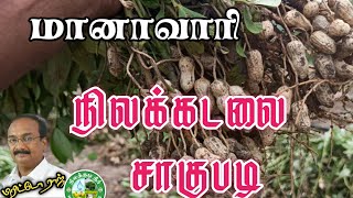 மானாவாரி நிலங்களில் நிலக்கடலை சாகுபடி செய்யும் முறைகள். பிரிட்டோ ராஜ் 9944450552