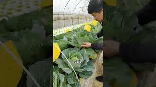 Aquaponics鱼菜共生产品优质但是卖不上价，好苦恼