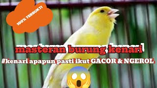 masteran BURUNG KENARI NGEROOL DAN 100% GACOR