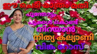 നിത്യകല്യാണി /വിങ്ക റോസ് /ആദം ചെടികളിൽ പൂക്കൾ നിറയാൻ അടിപൊളി ടിപ്സ്, complete care of vinca rose