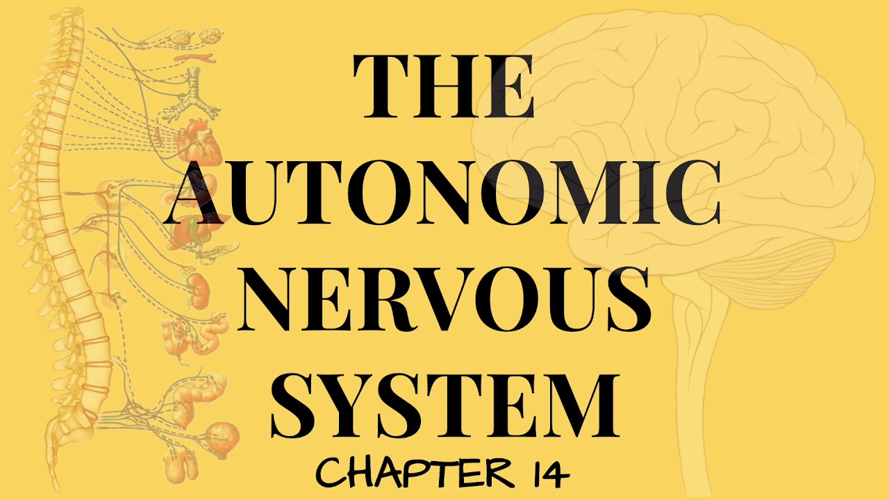 Chapter 14 The Autonomic Nervous System FULL Lecture - YouTube