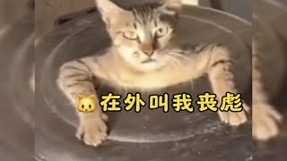 猫咪：在外要叫我丧彪！！