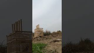 طياريات بلبل وحشي في الطبيعه لفتح البلابل القافله