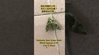 綠色飛蛾好少見！有冇人知咩品種？Seldomly Seen Green Moth! What Species Is It? #shorts #昆虫  #beautiful @KarLiving