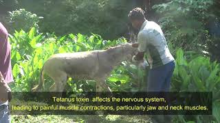 Almost trampled by a TETANUS Donkey | Dr Carter Vet #donkey #veterinary  #tetanus