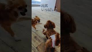 はじめましてなのに？ #子犬 #しつけ方