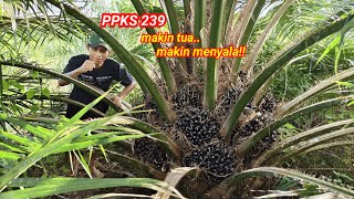 ada anggota penasaran dengan ppks 239!! ayolah kita antar ke kebun kita langsung!!!