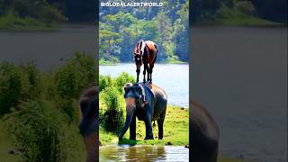 🐎➡️🐘 Unbelievable Bond! Horse Rides on Elephant’s Back in Sunny Forest