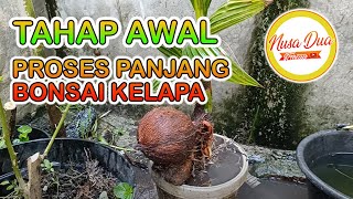 Tahap Awal dari Proses Panjang Pembuatan Bonsai Kelapa - Nusa Dua Farm