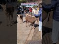 wild deer in nara fun food stalls for foreign tourists naraparkdeer shots