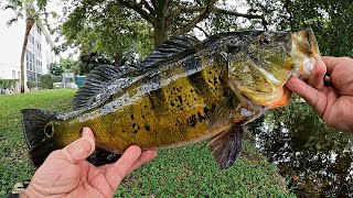 NEW PB Peacock Bass!!! (Florida Golf Course Pond Bass Fishing)